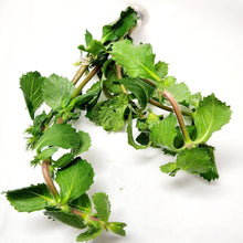 Load image into Gallery viewer, Bunch Water Wisteria (Hygrophila Difformis)-Aquatic Plants-Glass Grown-Glass Grown Aquatics-Aquarium live fish plants, decor