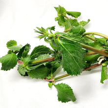 Load image into Gallery viewer, Bunch Water Wisteria (Hygrophila Difformis)-Aquatic Plants-Glass Grown-Glass Grown Aquatics-Aquarium live fish plants, decor