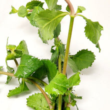 Load image into Gallery viewer, Bunch Water Wisteria (Hygrophila Difformis)-Aquatic Plants-Glass Grown-Glass Grown Aquatics-Aquarium live fish plants, decor