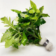 Load image into Gallery viewer, Bunch Water Wisteria (Hygrophila Difformis)-Aquatic Plants-Glass Grown-Glass Grown Aquatics-Aquarium live fish plants, decor