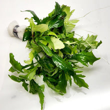 Load image into Gallery viewer, Bunch Water Wisteria (Hygrophila Difformis)-Aquatic Plants-Glass Grown-Glass Grown Aquatics-Aquarium live fish plants, decor