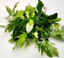 Load image into Gallery viewer, Bunch Water Wisteria (Hygrophila Difformis)-Aquatic Plants-Glass Grown-Glass Grown Aquatics-Aquarium live fish plants, decor