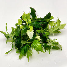 Load image into Gallery viewer, Bunch Water Wisteria (Hygrophila Difformis)-Aquatic Plants-Glass Grown-Glass Grown Aquatics-Aquarium live fish plants, decor