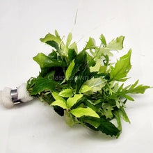 Load image into Gallery viewer, Bunch Water Wisteria (Hygrophila Difformis)-Aquatic Plants-Glass Grown-Glass Grown Aquatics-Aquarium live fish plants, decor