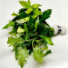 Load image into Gallery viewer, Bunch Water Wisteria (Hygrophila Difformis)-Aquatic Plants-Glass Grown-Glass Grown Aquatics-Aquarium live fish plants, decor