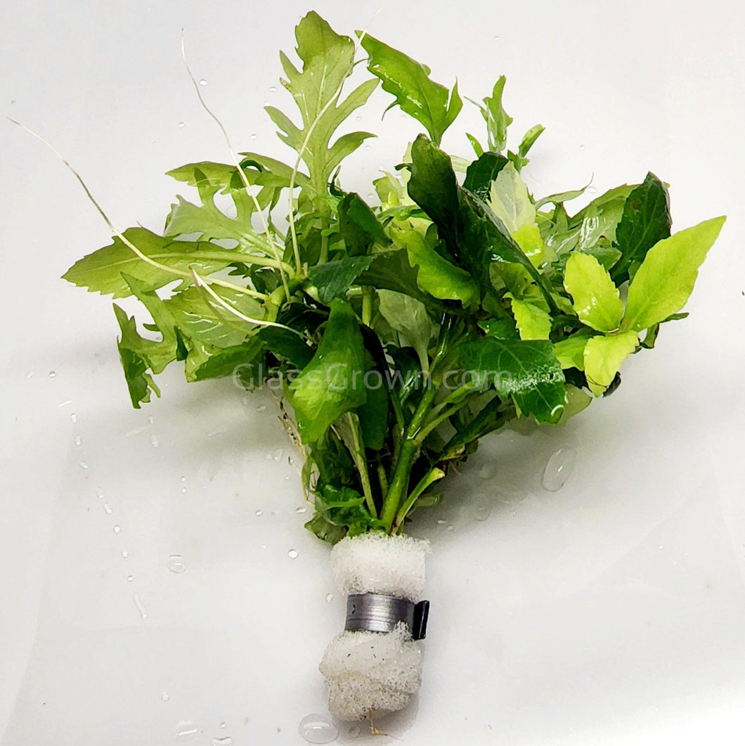 Bunch Water Wisteria (Hygrophila Difformis)-Aquatic Plants-Glass Grown-Glass Grown Aquatics-Aquarium live fish plants, decor