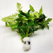 Load image into Gallery viewer, Bunch Water Wisteria (Hygrophila Difformis)-Aquatic Plants-Glass Grown-Glass Grown Aquatics-Aquarium live fish plants, decor