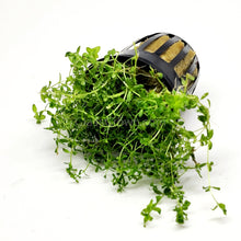 Load image into Gallery viewer, Pearlweed 3-10 Pots-Aquatic Plants-Glass Grown-3x Pots-Glass Grown Aquatics-Aquarium live fish plants, decor