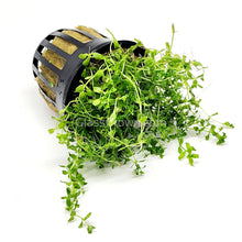 Load image into Gallery viewer, Potted Pearlweed-Aquatic Plants-Glass Grown-Glass Grown Aquatics-Aquarium live fish plants, decor