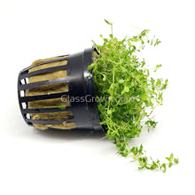 Load image into Gallery viewer, Potted Pearlweed-Aquatic Plants-Glass Grown-Glass Grown Aquatics-Aquarium live fish plants, decor