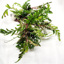 Load image into Gallery viewer, Bunch Hygrophila Pinnatifida-Aquatic Plants-Glass Grown Aquatics-Glass Grown Aquatics-Aquarium live fish plants, decor