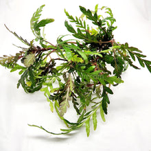 Load image into Gallery viewer, Bunch Hygrophila Pinnatifida-Aquatic Plants-Glass Grown Aquatics-Glass Grown Aquatics-Aquarium live fish plants, decor