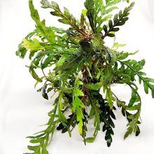 Load image into Gallery viewer, Bunch Hygrophila Pinnatifida-Aquatic Plants-Glass Grown Aquatics-Glass Grown Aquatics-Aquarium live fish plants, decor