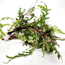 Load image into Gallery viewer, Bunch Hygrophila Pinnatifida-Aquatic Plants-Glass Grown Aquatics-Glass Grown Aquatics-Aquarium live fish plants, decor