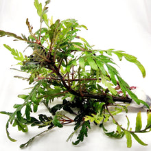 Load image into Gallery viewer, Bunch Hygrophila Pinnatifida-Aquatic Plants-Glass Grown Aquatics-Glass Grown Aquatics-Aquarium live fish plants, decor