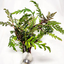 Load image into Gallery viewer, Bunch Hygrophila Pinnatifida-Aquatic Plants-Glass Grown Aquatics-Glass Grown Aquatics-Aquarium live fish plants, decor