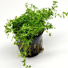 Load image into Gallery viewer, Pearlweed 3-10 Pots-Aquatic Plants-Glass Grown-3x Pots-Glass Grown Aquatics-Aquarium live fish plants, decor