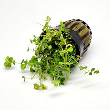 Load image into Gallery viewer, Potted Baby Tears-Aquatic Plants-Glass Grown-Glass Grown Aquatics-Aquarium live fish plants, decor