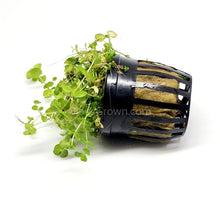Load image into Gallery viewer, Potted Baby Tears-Aquatic Plants-Glass Grown-Glass Grown Aquatics-Aquarium live fish plants, decor