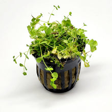 Load image into Gallery viewer, Potted Baby Tears-Aquatic Plants-Glass Grown-Glass Grown Aquatics-Aquarium live fish plants, decor