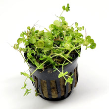 Load image into Gallery viewer, Potted Baby Tears-Aquatic Plants-Glass Grown-Glass Grown Aquatics-Aquarium live fish plants, decor