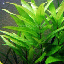 Load image into Gallery viewer, Mystery Bunch plant NYE-Aquatic Plants-Glass Grown Aquatics-Single-Glass Grown Aquatics-Aquarium live fish plants, decor