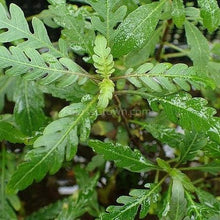 Load image into Gallery viewer, Bunch Hygrophila Pinnatifida-Aquatic Plants-Glass Grown Aquatics-Glass Grown Aquatics-Aquarium live fish plants, decor