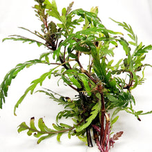 Load image into Gallery viewer, Bunch Hygrophila Pinnatifida-Aquatic Plants-Glass Grown Aquatics-Glass Grown Aquatics-Aquarium live fish plants, decor