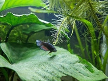 Load image into Gallery viewer, Female Betta Sorority 3 Pack-Live Animals-Glass Grown-School of 3-Glass Grown Aquatics-Aquarium live fish plants, decor