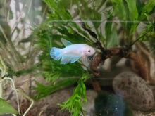Load image into Gallery viewer, Female Betta Sorority 3 Pack-Live Animals-Glass Grown-School of 3-Glass Grown Aquatics-Aquarium live fish plants, decor