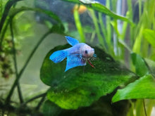 Load image into Gallery viewer, Female Betta Sorority 3 Pack-Live Animals-Glass Grown-School of 3-Glass Grown Aquatics-Aquarium live fish plants, decor