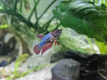 Load image into Gallery viewer, Female Betta Sorority 3 Pack-Live Animals-Glass Grown-School of 3-Glass Grown Aquatics-Aquarium live fish plants, decor
