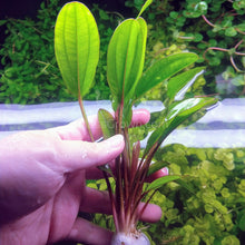 Load image into Gallery viewer, Mystery Sword-Aquatic Plants-Glass Grown Aquatics-Single-Glass Grown Aquatics-Aquarium live fish plants, decor