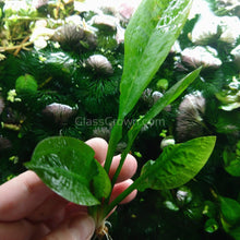 Load image into Gallery viewer, Mystery Sword-Aquatic Plants-Glass Grown Aquatics-Single-Glass Grown Aquatics-Aquarium live fish plants, decor