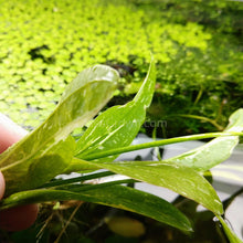 Load image into Gallery viewer, Mystery Sword-Aquatic Plants-Glass Grown Aquatics-Single-Glass Grown Aquatics-Aquarium live fish plants, decor