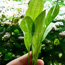 Load image into Gallery viewer, Mystery Sword-Aquatic Plants-Glass Grown Aquatics-Single-Glass Grown Aquatics-Aquarium live fish plants, decor