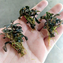 Load image into Gallery viewer, Mystery Buce Mini-Aquatic Plants-Glass Grown Aquatics-Glass Grown Aquatics-Aquarium live fish plants, decor