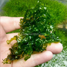 Load image into Gallery viewer, 1 CENT SAMPLE Mystery Moss-Aquatic Plants-Glass Grown Aquatics-Glass Grown Aquatics-Aquarium live fish plants, decor