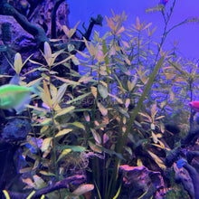 Load image into Gallery viewer, Grower's Choice High Light Plants (6 Bunches)-Aquatic Plants-Glass Grown Aquatics-Glass Grown Aquatics-Aquarium live fish plants, decor