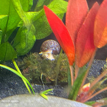 Load image into Gallery viewer, Java on a Lava! Java Moss on a Lava Rock-Aquatic Plants-Glass Grown-One Rock-Glass Grown Aquatics-Aquarium live fish plants, decor
