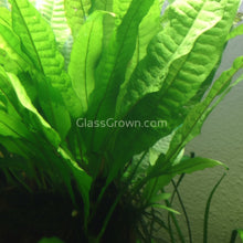 Load image into Gallery viewer, Potted Java Fern-Aquatic Plants-Glass Grown-Glass Grown Aquatics-Aquarium live fish plants, decor