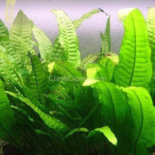 Load image into Gallery viewer, Potted Java Fern-Aquatic Plants-Glass Grown-Glass Grown Aquatics-Aquarium live fish plants, decor