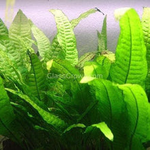 Load image into Gallery viewer, Java Fern 3x Plants-Aquatic Plants-Glass Grown-3x Plants-Glass Grown Aquatics-Aquarium live fish plants, decor