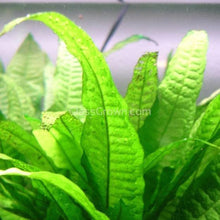 Load image into Gallery viewer, Java Fern 3x Plants-Aquatic Plants-Glass Grown-3x Plants-Glass Grown Aquatics-Aquarium live fish plants, decor