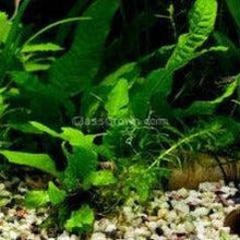 Load image into Gallery viewer, Java Fern 3x Plants-Aquatic Plants-Glass Grown-3x Plants-Glass Grown Aquatics-Aquarium live fish plants, decor