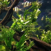 Load image into Gallery viewer, Tissue Culture Java Fern Windelov-Aquatic Plants-Glass Grown Aquatics-Glass Grown Aquatics-Aquarium live fish plants, decor