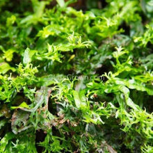 Load image into Gallery viewer, Tissue Culture Java Fern Windelov-Aquatic Plants-Glass Grown Aquatics-Glass Grown Aquatics-Aquarium live fish plants, decor