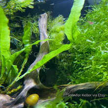 Load image into Gallery viewer, Java Fern 3x Plants-Aquatic Plants-Glass Grown-3x Plants-Glass Grown Aquatics-Aquarium live fish plants, decor