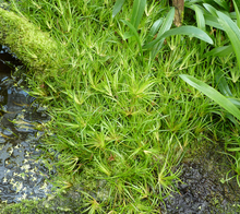 Load image into Gallery viewer, Potted Juncus Repens-Aquatic Plants-Glass Grown-Glass Grown Aquatics-Aquarium live fish plants, decor