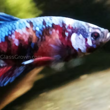 Load image into Gallery viewer, Male Koi Galaxy Plakat Betta-Live Animals-Glass Grown Aquatics-Glass Grown Aquatics-Aquarium live fish plants, decor